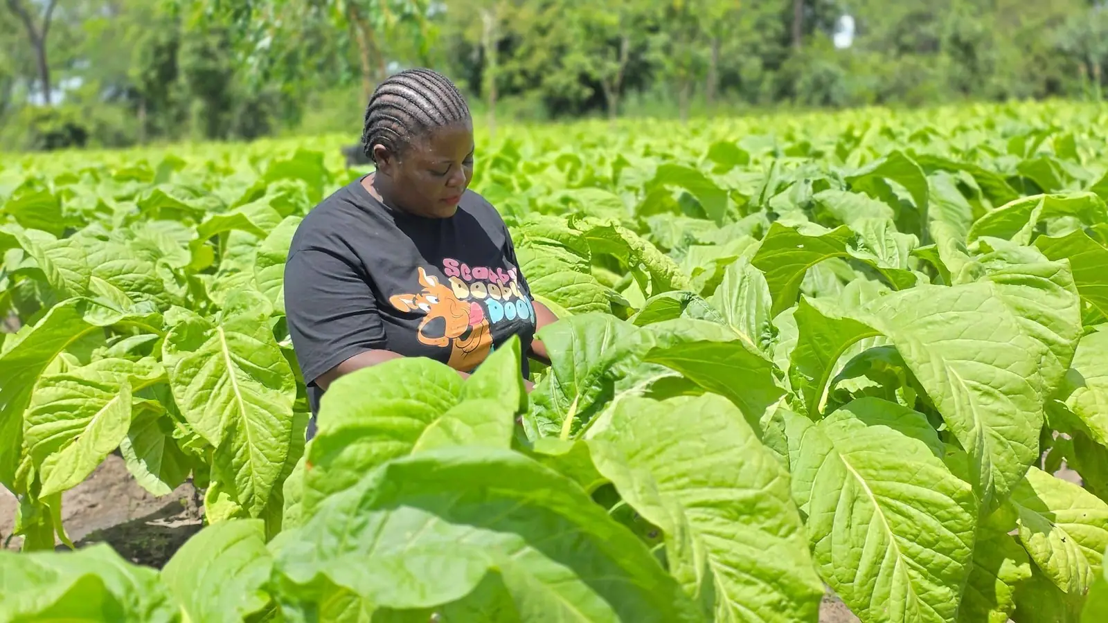 Grower inspecting a tobacco crop