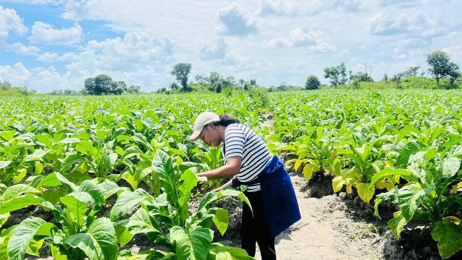 Tobacco farm fields at golden hour
