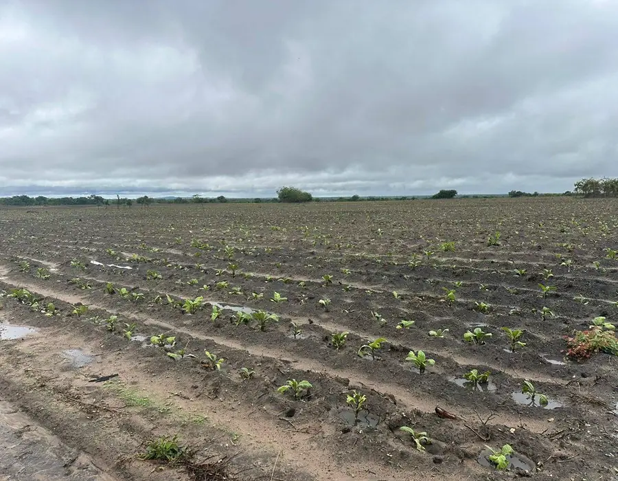 Cultivated fields and sustainable farming