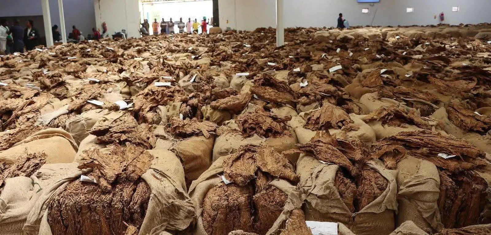 Tobacco bales on auction floor