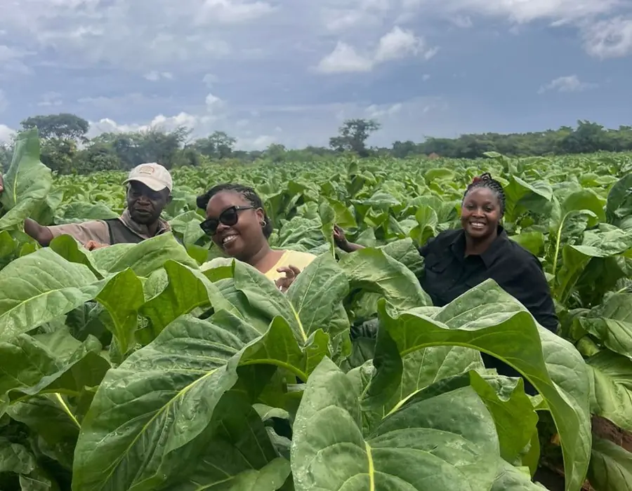 Tobacco field resource library