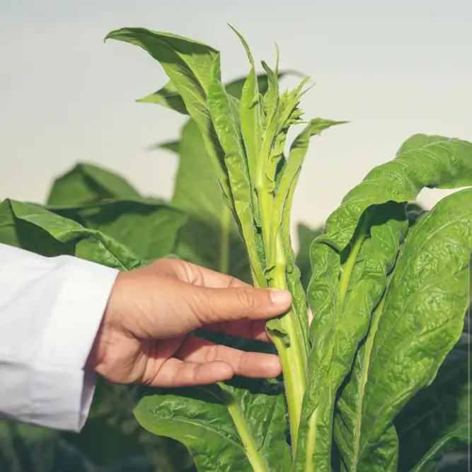 Farmer inspecting tobacco leaves in a field